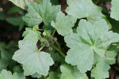 Hydrocotyle javanica
